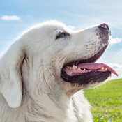 塔特拉牧羊犬模拟